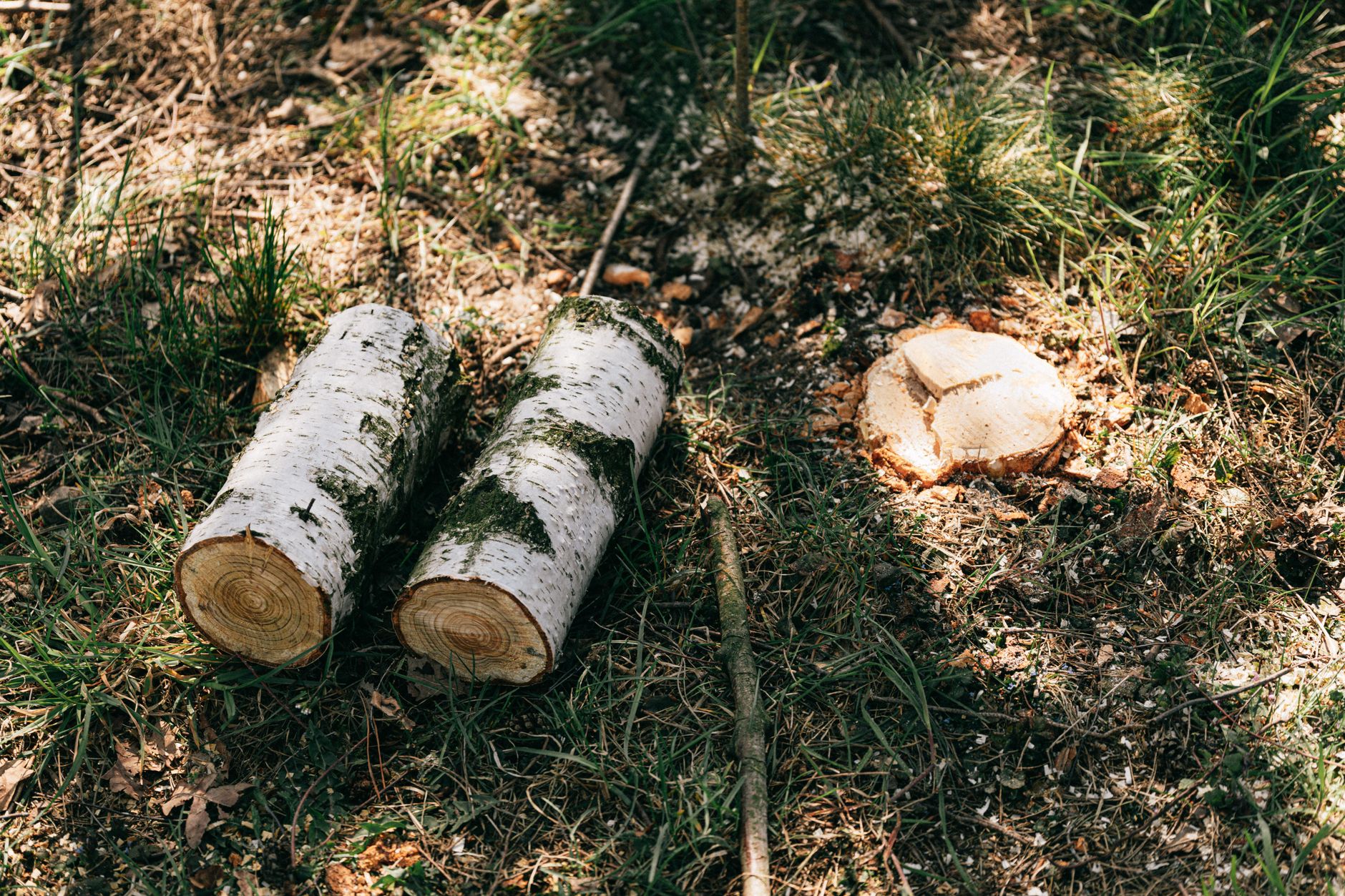 Tree Removal – Temple
